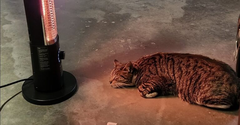 Con la temperatura a –27 gradi, un gatto del quartiere ha trovato riparo in un garage caldo, asciutto e sicuro.