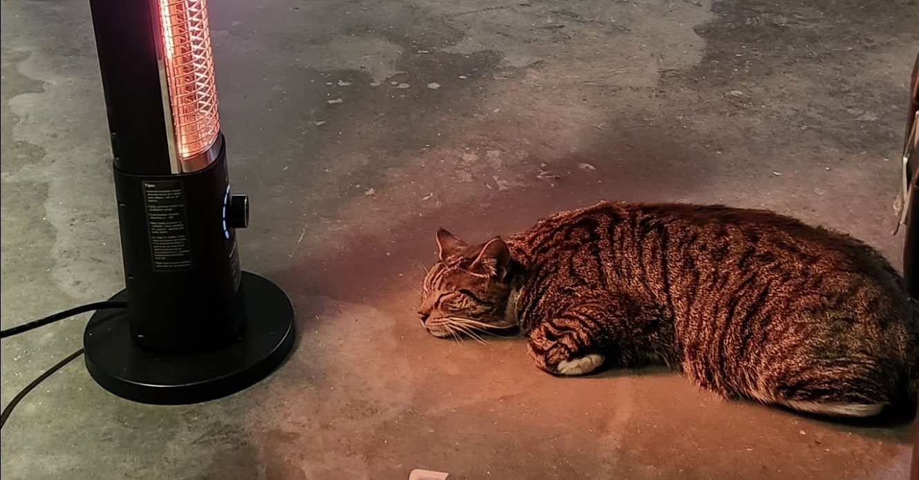 Con la temperatura a –27 gradi, un gatto del quartiere ha trovato riparo in un garage caldo, asciutto e sicuro.
