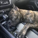 Adotta un cane da poco e lui si addormenta in auto accanto a lei