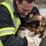 Cane trovato immobilizzato in un cassonetto, salvato dai soccorritori e poi adottato