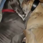 Trovati dietro un cassonetto, due cani salvati insieme dal freddo