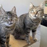 Adotta due gatti inseparabili, poi nota un dettaglio curioso nell’occhio