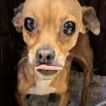 Adotta l’ultimo cane del rifugio prima che venisse cancellato dalla lista
