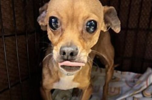 Adotta l’ultimo cane del rifugio prima che venisse cancellato dalla lista Un cane fragile e spaventato ha trovato casa quando sembrava non avere più tempo. Oggi vive accanto alla persona che lo ha scelto. Era rimasto per ultimo. Non solo nell’elenco delle adozioni, ma anche nelle speranze di chi, al rifugio, lo vedeva indebolirsi giorno dopo giorno. Un cane piccolo, provato, quasi sempre fermo in un angolo della gabbia, con lo sguardo basso e il corpo segnato dalla paura. Quando il suo futuro sembrava ormai deciso, una persona ha scelto di fermarsi davanti a lui. Al rifugio il suo nome era stato pronunciato con cautela, quasi sottovoce. «Non gli resta molto tempo…». Una frase breve, ma sufficiente a rendere chiara la situazione. Non si trattava di un cane semplicemente timido o poco richiesto. Era un animale arrivato al limite, troppo fragile per continuare ad aspettare a lungo e troppo rassegnato per chiedere attenzione. Chi lo ha adottato racconta di averlo visto rannicchiato nella gabbia, tremante, con un’espressione difficile da dimenticare. Non abbaiava, non cercava di imporsi, non faceva nulla per farsi notare. Restava lì, come se avesse già capito che nessuno sarebbe arrivato per lui. L’ultimo cane del rifugio e l’incontro davanti alla gabbia Il primo contatto è avvenuto lentamente. La persona che era entrata nel rifugio si è accovacciata davanti alla gabbia e ha allungato una mano, senza forzare il cane ad avvicinarsi. Lui ha esitato, poi ha mosso qualche passo incerto, tremando. Un gesto minimo, ma decisivo. Quando ha appoggiato il muso sulle dita di chi gli stava davanti, la distanza si è rotta. Non c’è stata una scena rumorosa, nessuna reazione improvvisa. Solo un cane spaventato che, per la prima volta dopo tanto tempo, sembrava voler credere a qualcuno. Nel racconto, quel momento viene descritto come una richiesta silenziosa: «Non lasciarmi qui». Una frase non pronunciata, ma percepita nello sguardo dell’animale. Da lì la decisione è arrivata senza calcoli. I documenti per l’adozione sono stati firmati subito, con l’emozione e la paura di chi sa di avere tra le mani una vita fragile. Quando il cane è stato affidato al suo nuovo proprietario, il suo cuore batteva forte. Era salvo, ma non lo sapeva ancora. In macchina è rimasto immobile per diversi minuti, osservando con diffidenza, come se temesse che tutto potesse cambiare di nuovo. Poi, durante il viaggio, ha appoggiato lentamente la testa sulla gamba della persona che lo aveva appena portato via dal rifugio. I primi giorni a casa tra paura e pazienza L’arrivo nella nuova casa non ha cancellato subito il passato. Nei primi giorni il cane è rimasto spesso nella sua cuccia, prudente, pronto a sobbalzare a ogni rumore. Mangiava poco, dormiva male e sembrava incapace di rilassarsi davvero. Non aveva ancora capito che quella casa non era un altro luogo di passaggio. La persona che lo aveva adottato ha scelto di non forzarlo. Niente gesti invadenti, nessuna pretesa di affetto immediato. Solo presenza, pazienza e piccoli segnali quotidiani: una parola detta con calma, una carezza quando lui la accettava, una ciotola piena, un ambiente stabile. La svolta è arrivata una sera. Senza essere chiamato, il cane si è avvicinato da solo. Si è accoccolato accanto al suo proprietario, ha chiuso gli occhi e si è lasciato andare al sonno. Un gesto semplice, ma per un animale così spaventato significava fiducia. Da quel momento il rapporto è cambiato. Il cane ha iniziato a seguire il suo nuovo proprietario da una stanza all’altra, con le zampette leggere sul pavimento. Ha imparato a giocare, a correre, a cercare il contatto senza più ritrarsi. Lo sguardo, prima segnato dalla paura, è diventato più vivo. La seconda possibilità che ha cambiato una vita Oggi quel cane non è più l’ultimo della lista. Non è più un nome che rischiava di essere cancellato da un modulo. È diventato un compagno di casa, una presenza costante, un animale che ha ritrovato fiducia dopo essere stato vicino alla fine della sua attesa. La sua storia racconta cosa può significare un’adozione arrivata al momento giusto. Non sempre servono grandi gesti. A volte basta fermarsi davanti a una gabbia, guardare davvero un animale dimenticato e decidere di non voltarsi dall’altra parte. Chi lo ha portato a casa lo riassume con una frase netta: si dice che non si possano salvare tutti gli animali del mondo, ed è vero. Ma per uno di loro, una sola scelta può cambiare tutto. Per quel cane, quel giorno ha significato uscire da una gabbia e trovare finalmente un posto in cui restare. Per la persona che lo ha adottato, invece, è diventato l’inizio di un legame fatto di riconoscenza, fiducia e presenza quotidiana. Ogni volta che il cane lo guarda, sembra tornare a quel primo incontro davanti alla gabbia. Lo stesso sguardo, ma senza più rassegnazione. Come se portasse ancora dentro una promessa silenziosa: «Mi hai dato una seconda possibilità… e non ti lascerò mai».