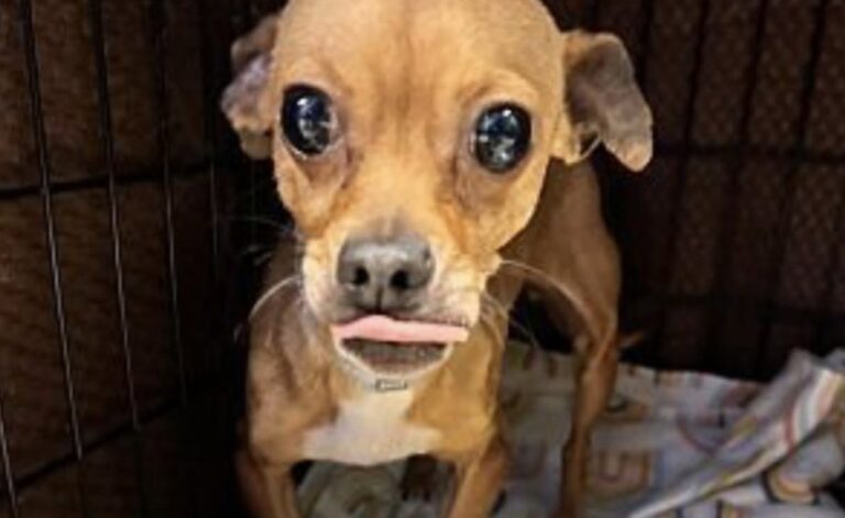 Adotta l’ultimo cane del rifugio prima che venisse cancellato dalla lista Un cane fragile e spaventato ha trovato casa quando sembrava non avere più tempo. Oggi vive accanto alla persona che lo ha scelto. Era rimasto per ultimo. Non solo nell’elenco delle adozioni, ma anche nelle speranze di chi, al rifugio, lo vedeva indebolirsi giorno dopo giorno. Un cane piccolo, provato, quasi sempre fermo in un angolo della gabbia, con lo sguardo basso e il corpo segnato dalla paura. Quando il suo futuro sembrava ormai deciso, una persona ha scelto di fermarsi davanti a lui. Al rifugio il suo nome era stato pronunciato con cautela, quasi sottovoce. «Non gli resta molto tempo…». Una frase breve, ma sufficiente a rendere chiara la situazione. Non si trattava di un cane semplicemente timido o poco richiesto. Era un animale arrivato al limite, troppo fragile per continuare ad aspettare a lungo e troppo rassegnato per chiedere attenzione. Chi lo ha adottato racconta di averlo visto rannicchiato nella gabbia, tremante, con un’espressione difficile da dimenticare. Non abbaiava, non cercava di imporsi, non faceva nulla per farsi notare. Restava lì, come se avesse già capito che nessuno sarebbe arrivato per lui. L’ultimo cane del rifugio e l’incontro davanti alla gabbia Il primo contatto è avvenuto lentamente. La persona che era entrata nel rifugio si è accovacciata davanti alla gabbia e ha allungato una mano, senza forzare il cane ad avvicinarsi. Lui ha esitato, poi ha mosso qualche passo incerto, tremando. Un gesto minimo, ma decisivo. Quando ha appoggiato il muso sulle dita di chi gli stava davanti, la distanza si è rotta. Non c’è stata una scena rumorosa, nessuna reazione improvvisa. Solo un cane spaventato che, per la prima volta dopo tanto tempo, sembrava voler credere a qualcuno. Nel racconto, quel momento viene descritto come una richiesta silenziosa: «Non lasciarmi qui». Una frase non pronunciata, ma percepita nello sguardo dell’animale. Da lì la decisione è arrivata senza calcoli. I documenti per l’adozione sono stati firmati subito, con l’emozione e la paura di chi sa di avere tra le mani una vita fragile. Quando il cane è stato affidato al suo nuovo proprietario, il suo cuore batteva forte. Era salvo, ma non lo sapeva ancora. In macchina è rimasto immobile per diversi minuti, osservando con diffidenza, come se temesse che tutto potesse cambiare di nuovo. Poi, durante il viaggio, ha appoggiato lentamente la testa sulla gamba della persona che lo aveva appena portato via dal rifugio. I primi giorni a casa tra paura e pazienza L’arrivo nella nuova casa non ha cancellato subito il passato. Nei primi giorni il cane è rimasto spesso nella sua cuccia, prudente, pronto a sobbalzare a ogni rumore. Mangiava poco, dormiva male e sembrava incapace di rilassarsi davvero. Non aveva ancora capito che quella casa non era un altro luogo di passaggio. La persona che lo aveva adottato ha scelto di non forzarlo. Niente gesti invadenti, nessuna pretesa di affetto immediato. Solo presenza, pazienza e piccoli segnali quotidiani: una parola detta con calma, una carezza quando lui la accettava, una ciotola piena, un ambiente stabile. La svolta è arrivata una sera. Senza essere chiamato, il cane si è avvicinato da solo. Si è accoccolato accanto al suo proprietario, ha chiuso gli occhi e si è lasciato andare al sonno. Un gesto semplice, ma per un animale così spaventato significava fiducia. Da quel momento il rapporto è cambiato. Il cane ha iniziato a seguire il suo nuovo proprietario da una stanza all’altra, con le zampette leggere sul pavimento. Ha imparato a giocare, a correre, a cercare il contatto senza più ritrarsi. Lo sguardo, prima segnato dalla paura, è diventato più vivo. La seconda possibilità che ha cambiato una vita Oggi quel cane non è più l’ultimo della lista. Non è più un nome che rischiava di essere cancellato da un modulo. È diventato un compagno di casa, una presenza costante, un animale che ha ritrovato fiducia dopo essere stato vicino alla fine della sua attesa. La sua storia racconta cosa può significare un’adozione arrivata al momento giusto. Non sempre servono grandi gesti. A volte basta fermarsi davanti a una gabbia, guardare davvero un animale dimenticato e decidere di non voltarsi dall’altra parte. Chi lo ha portato a casa lo riassume con una frase netta: si dice che non si possano salvare tutti gli animali del mondo, ed è vero. Ma per uno di loro, una sola scelta può cambiare tutto. Per quel cane, quel giorno ha significato uscire da una gabbia e trovare finalmente un posto in cui restare. Per la persona che lo ha adottato, invece, è diventato l’inizio di un legame fatto di riconoscenza, fiducia e presenza quotidiana. Ogni volta che il cane lo guarda, sembra tornare a quel primo incontro davanti alla gabbia. Lo stesso sguardo, ma senza più rassegnazione. Come se portasse ancora dentro una promessa silenziosa: «Mi hai dato una seconda possibilità… e non ti lascerò mai».