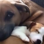 Trova un cucciolo smarrito e la sua cagnolina lo adotta subito come un figlio