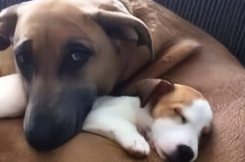 La cagnolina salvata anni fa dalla strada ha accolto il nuovo arrivato con un atteggiamento protettivo e materno fin dal primo momento.