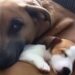 La cagnolina salvata anni fa dalla strada ha accolto il nuovo arrivato con un atteggiamento protettivo e materno fin dal primo momento.