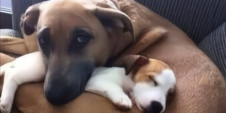 La cagnolina salvata anni fa dalla strada ha accolto il nuovo arrivato con un atteggiamento protettivo e materno fin dal primo momento.