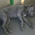 Addio al pitbull amato come un figlio: il dolore di una perdita improvvisa