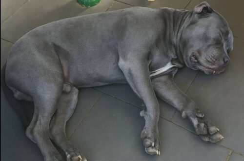 La morte improvvisa di un pitbull lascia una casa vuota e racconta il legame profondo tra animali e famiglia.