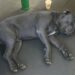 La morte improvvisa di un pitbull lascia una casa vuota e racconta il legame profondo tra animali e famiglia.