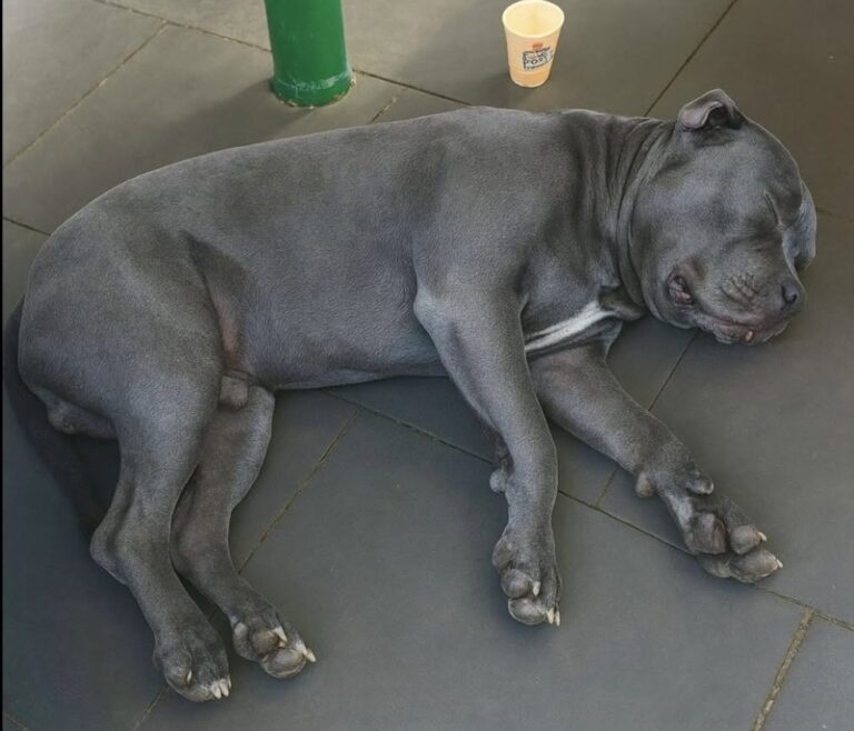 La morte improvvisa di un pitbull lascia una casa vuota e racconta il legame profondo tra animali e famiglia.