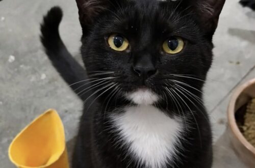 Un gatto entra nel garage e sceglie casa: nessuno sa da dove arrivi Un gatto sconosciuto si è installato in un garage senza collare né proprietario: dopo le ricerche tra i vicini, è rimasto lì. È comparso senza annunci, senza collare e senza alcuna intenzione di comportarsi da ospite. Un gatto sconosciuto è entrato in un garage e ha iniziato a muoversi tra gli spazi come se quella fosse casa sua da sempre. Nessuno, almeno per ora, sa da dove sia arrivato o a chi appartenga. Di certo, però, l’animale non sembra avere dubbi sul posto scelto. Il proprietario del garage se lo è trovato davanti all’improvviso. Il gatto era lì, fermo, tranquillo, con l’atteggiamento di chi non chiede permesso e non si sente fuori posto. Non un passaggio veloce, non una visita casuale. Ha iniziato a restare, a osservare, a girare nell’ambiente con naturalezza, come se il rapporto con quella casa fosse già stabilito. La scena ha sorpreso chi lo ha trovato. L’animale non mostrava paura, non cercava una via di fuga e non sembrava spaesato. Al contrario, si comportava con una sicurezza quasi domestica, fissando il nuovo arrivato umano come se fosse lui l’intruso. Il gatto sconosciuto trovato nel garage Dopo la prima sorpresa, è iniziata la ricerca del possibile proprietario. L’uomo ha chiesto ai vicini se qualcuno lo riconoscesse, ma nessuno ha saputo dare una risposta. Nessuna segnalazione, nessun nome, nessuna indicazione utile. Il gatto non aveva collare e non portava addosso elementi immediati per ricostruire la sua storia. L’unica certezza era il suo comportamento. Si muoveva nel garage senza esitazioni, con una confidenza insolita per un animale appena arrivato in un luogo nuovo. E soprattutto aveva fame. Un appetito deciso, tale da far pensare che potesse essere in giro da un po’ o che avesse imparato rapidamente dove trovare qualcuno disposto a occuparsi di lui. Non è chiaro se si tratti di un gatto smarrito, abbandonato o semplicemente abituato a spostarsi tra le case della zona. In casi simili, la prima cosa da fare è sempre verificare la presenza di un microchip tramite un veterinario o una struttura autorizzata. Intanto, però, l’animale ha già preso posizione: ha scelto il garage come rifugio e il suo nuovo punto di riferimento come persona da tenere sotto controllo. Una presenza inattesa che cambia la giornata La parte più curiosa della storia è il modo in cui il gatto si è imposto nella routine della casa. Non con richieste insistenti, ma con una presenza ferma, quasi amministrativa. È entrato, ha osservato, ha mangiato e ha continuato a comportarsi come se tutto fosse normale. Chi lo ha accolto ha raccontato di non avere la minima idea della sua provenienza. Eppure, dopo aver chiesto in giro senza ottenere risposte, si è trovato davanti a una conclusione semplice: più che adottare un animale, sembrava essere stato adottato lui. È una dinamica familiare a molti proprietari di gatti. Spesso sono loro a scegliere luoghi, tempi e persone. Arrivano, valutano l’ambiente, misurano la disponibilità di chi hanno davanti e, se tutto torna, restano. In questo caso il processo sembra essere stato particolarmente rapido. Dal dubbio alla nuova convivenza Per ora non ci sono certezze sulla sua storia. Serviranno controlli, attenzione e qualche verifica per capire se qualcuno lo stia cercando. Ma il primo passo è già avvenuto: il gatto ha trovato un posto riparato, cibo e una persona che non ha deciso di mandarlo via. All’inizio era soltanto un animale sconosciuto dentro un garage. Poi è diventato una presenza difficile da ignorare. Con il suo modo deciso di occupare lo spazio, ha trasformato una visita inattesa in una possibile convivenza. Il proprietario del garage lo ha ammesso con semplicità: a quanto pare è stato appena adottato. E, almeno per il momento, la cosa sembra andargli bene.