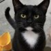 Un gatto entra nel garage e sceglie casa: nessuno sa da dove arrivi Un gatto sconosciuto si è installato in un garage senza collare né proprietario: dopo le ricerche tra i vicini, è rimasto lì. È comparso senza annunci, senza collare e senza alcuna intenzione di comportarsi da ospite. Un gatto sconosciuto è entrato in un garage e ha iniziato a muoversi tra gli spazi come se quella fosse casa sua da sempre. Nessuno, almeno per ora, sa da dove sia arrivato o a chi appartenga. Di certo, però, l’animale non sembra avere dubbi sul posto scelto. Il proprietario del garage se lo è trovato davanti all’improvviso. Il gatto era lì, fermo, tranquillo, con l’atteggiamento di chi non chiede permesso e non si sente fuori posto. Non un passaggio veloce, non una visita casuale. Ha iniziato a restare, a osservare, a girare nell’ambiente con naturalezza, come se il rapporto con quella casa fosse già stabilito. La scena ha sorpreso chi lo ha trovato. L’animale non mostrava paura, non cercava una via di fuga e non sembrava spaesato. Al contrario, si comportava con una sicurezza quasi domestica, fissando il nuovo arrivato umano come se fosse lui l’intruso. Il gatto sconosciuto trovato nel garage Dopo la prima sorpresa, è iniziata la ricerca del possibile proprietario. L’uomo ha chiesto ai vicini se qualcuno lo riconoscesse, ma nessuno ha saputo dare una risposta. Nessuna segnalazione, nessun nome, nessuna indicazione utile. Il gatto non aveva collare e non portava addosso elementi immediati per ricostruire la sua storia. L’unica certezza era il suo comportamento. Si muoveva nel garage senza esitazioni, con una confidenza insolita per un animale appena arrivato in un luogo nuovo. E soprattutto aveva fame. Un appetito deciso, tale da far pensare che potesse essere in giro da un po’ o che avesse imparato rapidamente dove trovare qualcuno disposto a occuparsi di lui. Non è chiaro se si tratti di un gatto smarrito, abbandonato o semplicemente abituato a spostarsi tra le case della zona. In casi simili, la prima cosa da fare è sempre verificare la presenza di un microchip tramite un veterinario o una struttura autorizzata. Intanto, però, l’animale ha già preso posizione: ha scelto il garage come rifugio e il suo nuovo punto di riferimento come persona da tenere sotto controllo. Una presenza inattesa che cambia la giornata La parte più curiosa della storia è il modo in cui il gatto si è imposto nella routine della casa. Non con richieste insistenti, ma con una presenza ferma, quasi amministrativa. È entrato, ha osservato, ha mangiato e ha continuato a comportarsi come se tutto fosse normale. Chi lo ha accolto ha raccontato di non avere la minima idea della sua provenienza. Eppure, dopo aver chiesto in giro senza ottenere risposte, si è trovato davanti a una conclusione semplice: più che adottare un animale, sembrava essere stato adottato lui. È una dinamica familiare a molti proprietari di gatti. Spesso sono loro a scegliere luoghi, tempi e persone. Arrivano, valutano l’ambiente, misurano la disponibilità di chi hanno davanti e, se tutto torna, restano. In questo caso il processo sembra essere stato particolarmente rapido. Dal dubbio alla nuova convivenza Per ora non ci sono certezze sulla sua storia. Serviranno controlli, attenzione e qualche verifica per capire se qualcuno lo stia cercando. Ma il primo passo è già avvenuto: il gatto ha trovato un posto riparato, cibo e una persona che non ha deciso di mandarlo via. All’inizio era soltanto un animale sconosciuto dentro un garage. Poi è diventato una presenza difficile da ignorare. Con il suo modo deciso di occupare lo spazio, ha trasformato una visita inattesa in una possibile convivenza. Il proprietario del garage lo ha ammesso con semplicità: a quanto pare è stato appena adottato. E, almeno per il momento, la cosa sembra andargli bene.