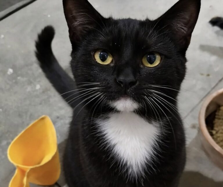 Un gatto entra nel garage e sceglie casa: nessuno sa da dove arrivi Un gatto sconosciuto si è installato in un garage senza collare né proprietario: dopo le ricerche tra i vicini, è rimasto lì. È comparso senza annunci, senza collare e senza alcuna intenzione di comportarsi da ospite. Un gatto sconosciuto è entrato in un garage e ha iniziato a muoversi tra gli spazi come se quella fosse casa sua da sempre. Nessuno, almeno per ora, sa da dove sia arrivato o a chi appartenga. Di certo, però, l’animale non sembra avere dubbi sul posto scelto. Il proprietario del garage se lo è trovato davanti all’improvviso. Il gatto era lì, fermo, tranquillo, con l’atteggiamento di chi non chiede permesso e non si sente fuori posto. Non un passaggio veloce, non una visita casuale. Ha iniziato a restare, a osservare, a girare nell’ambiente con naturalezza, come se il rapporto con quella casa fosse già stabilito. La scena ha sorpreso chi lo ha trovato. L’animale non mostrava paura, non cercava una via di fuga e non sembrava spaesato. Al contrario, si comportava con una sicurezza quasi domestica, fissando il nuovo arrivato umano come se fosse lui l’intruso. Il gatto sconosciuto trovato nel garage Dopo la prima sorpresa, è iniziata la ricerca del possibile proprietario. L’uomo ha chiesto ai vicini se qualcuno lo riconoscesse, ma nessuno ha saputo dare una risposta. Nessuna segnalazione, nessun nome, nessuna indicazione utile. Il gatto non aveva collare e non portava addosso elementi immediati per ricostruire la sua storia. L’unica certezza era il suo comportamento. Si muoveva nel garage senza esitazioni, con una confidenza insolita per un animale appena arrivato in un luogo nuovo. E soprattutto aveva fame. Un appetito deciso, tale da far pensare che potesse essere in giro da un po’ o che avesse imparato rapidamente dove trovare qualcuno disposto a occuparsi di lui. Non è chiaro se si tratti di un gatto smarrito, abbandonato o semplicemente abituato a spostarsi tra le case della zona. In casi simili, la prima cosa da fare è sempre verificare la presenza di un microchip tramite un veterinario o una struttura autorizzata. Intanto, però, l’animale ha già preso posizione: ha scelto il garage come rifugio e il suo nuovo punto di riferimento come persona da tenere sotto controllo. Una presenza inattesa che cambia la giornata La parte più curiosa della storia è il modo in cui il gatto si è imposto nella routine della casa. Non con richieste insistenti, ma con una presenza ferma, quasi amministrativa. È entrato, ha osservato, ha mangiato e ha continuato a comportarsi come se tutto fosse normale. Chi lo ha accolto ha raccontato di non avere la minima idea della sua provenienza. Eppure, dopo aver chiesto in giro senza ottenere risposte, si è trovato davanti a una conclusione semplice: più che adottare un animale, sembrava essere stato adottato lui. È una dinamica familiare a molti proprietari di gatti. Spesso sono loro a scegliere luoghi, tempi e persone. Arrivano, valutano l’ambiente, misurano la disponibilità di chi hanno davanti e, se tutto torna, restano. In questo caso il processo sembra essere stato particolarmente rapido. Dal dubbio alla nuova convivenza Per ora non ci sono certezze sulla sua storia. Serviranno controlli, attenzione e qualche verifica per capire se qualcuno lo stia cercando. Ma il primo passo è già avvenuto: il gatto ha trovato un posto riparato, cibo e una persona che non ha deciso di mandarlo via. All’inizio era soltanto un animale sconosciuto dentro un garage. Poi è diventato una presenza difficile da ignorare. Con il suo modo deciso di occupare lo spazio, ha trasformato una visita inattesa in una possibile convivenza. Il proprietario del garage lo ha ammesso con semplicità: a quanto pare è stato appena adottato. E, almeno per il momento, la cosa sembra andargli bene.