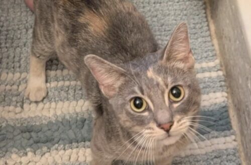 Micina trovata in giardino con -4 gradi: una donna incinta la mette al sicuro La gattina, di circa sette mesi, vagava da tempo nella zona. Dopo una notte al caldo è stata portata dal veterinario. La temperatura era scesa fino a -4 gradi quando una donna ha notato una piccola gatta nel proprio giardino. All’inizio aveva provato ad aiutarla lasciandole una scatola e qualcosa da mangiare, pensando che potesse trovare riparo per la notte. La micina, però, non voleva restare sola. Continuava ad avvicinarsi e cercava il contatto, senza mostrare l’intenzione di allontanarsi. La donna, incinta, non è riuscita a lasciarla all’esterno in quelle condizioni. Ha quindi preso un asciugamano, l’ha sollevata con cautela e l’ha portata in casa. Per tenerla separata dagli altri ambienti e permetterle di scaldarsi, l’ha sistemata temporaneamente in bagno. La micina trovata al freddo entra in casa La donna ha avvisato il marito, ancora assonnato, spiegandogli ciò che era accaduto. Poi è rimasta accanto alla gattina, avvolgendola in una coperta e aspettando che smettesse di tremare. L’animale ha iniziato quasi subito a fare le fusa e a cercare carezze. Dopo essersi rilassata, si è addormentata nella sistemazione preparata per lei. “Continuava a fare le fusa e a cercare coccole. Sì, la accarezzavo mentre piangevo.” La reazione della micina ha fatto pensare che fosse già abituata alla presenza delle persone. Non appariva completamente selvatica e sembrava conoscere il contatto domestico, un elemento che ha rafforzato il dubbio che potesse essere stata abbandonata. La visita dal veterinario e gli acari nelle orecchie La mattina successiva la donna ha portato la gatta dal veterinario. Secondo la prima valutazione, dovrebbe avere circa sette mesi. Durante il controllo è stata riscontrata anche una forte infestazione di acari nelle orecchie, condizione che richiede una terapia specifica. Una vicina ha riferito di averla vista più volte nella zona durante i mesi precedenti. La micina, dunque, potrebbe aver trascorso diverso tempo all’aperto, cercando cibo e riparo tra i giardini del quartiere. La donna ha iniziato a verificare se qualcuno potesse riconoscerla, ma ritiene poco probabile che un proprietario si presenti per reclamarla. Nel frattempo ha deciso di occuparsi delle cure necessarie e di cercare una famiglia disponibile ad adottarla. La ricerca di una nuova famiglia La permanenza in casa dovrebbe essere temporanea. La donna vuole assicurarsi che la gattina venga curata e affidata a persone in grado di occuparsene stabilmente. Prima dell’adozione saranno necessari gli accertamenti veterinari, il trattamento contro gli acari e una valutazione complessiva delle sue condizioni. Sarà inoltre importante verificare l’eventuale presenza di un microchip o di altri elementi utili a risalire a una precedente famiglia. Per il momento la micina dispone di un ambiente caldo, cibo e una coperta. Dopo mesi trascorsi all’esterno, ha affrontato la prima notte al riparo dal gelo, restando vicino alla persona che l’aveva trovata.