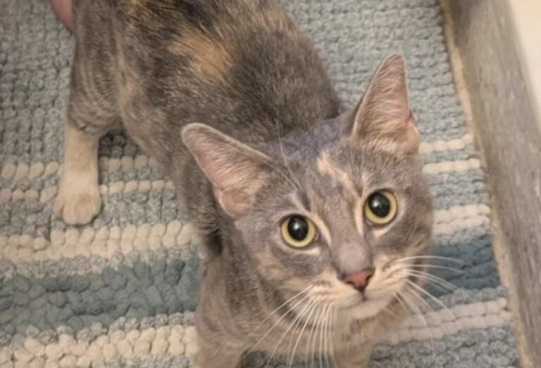 Micina trovata in giardino con -4 gradi: una donna incinta la mette al sicuro La gattina, di circa sette mesi, vagava da tempo nella zona. Dopo una notte al caldo è stata portata dal veterinario. La temperatura era scesa fino a -4 gradi quando una donna ha notato una piccola gatta nel proprio giardino. All’inizio aveva provato ad aiutarla lasciandole una scatola e qualcosa da mangiare, pensando che potesse trovare riparo per la notte. La micina, però, non voleva restare sola. Continuava ad avvicinarsi e cercava il contatto, senza mostrare l’intenzione di allontanarsi. La donna, incinta, non è riuscita a lasciarla all’esterno in quelle condizioni. Ha quindi preso un asciugamano, l’ha sollevata con cautela e l’ha portata in casa. Per tenerla separata dagli altri ambienti e permetterle di scaldarsi, l’ha sistemata temporaneamente in bagno. La micina trovata al freddo entra in casa La donna ha avvisato il marito, ancora assonnato, spiegandogli ciò che era accaduto. Poi è rimasta accanto alla gattina, avvolgendola in una coperta e aspettando che smettesse di tremare. L’animale ha iniziato quasi subito a fare le fusa e a cercare carezze. Dopo essersi rilassata, si è addormentata nella sistemazione preparata per lei. “Continuava a fare le fusa e a cercare coccole. Sì, la accarezzavo mentre piangevo.” La reazione della micina ha fatto pensare che fosse già abituata alla presenza delle persone. Non appariva completamente selvatica e sembrava conoscere il contatto domestico, un elemento che ha rafforzato il dubbio che potesse essere stata abbandonata. La visita dal veterinario e gli acari nelle orecchie La mattina successiva la donna ha portato la gatta dal veterinario. Secondo la prima valutazione, dovrebbe avere circa sette mesi. Durante il controllo è stata riscontrata anche una forte infestazione di acari nelle orecchie, condizione che richiede una terapia specifica. Una vicina ha riferito di averla vista più volte nella zona durante i mesi precedenti. La micina, dunque, potrebbe aver trascorso diverso tempo all’aperto, cercando cibo e riparo tra i giardini del quartiere. La donna ha iniziato a verificare se qualcuno potesse riconoscerla, ma ritiene poco probabile che un proprietario si presenti per reclamarla. Nel frattempo ha deciso di occuparsi delle cure necessarie e di cercare una famiglia disponibile ad adottarla. La ricerca di una nuova famiglia La permanenza in casa dovrebbe essere temporanea. La donna vuole assicurarsi che la gattina venga curata e affidata a persone in grado di occuparsene stabilmente. Prima dell’adozione saranno necessari gli accertamenti veterinari, il trattamento contro gli acari e una valutazione complessiva delle sue condizioni. Sarà inoltre importante verificare l’eventuale presenza di un microchip o di altri elementi utili a risalire a una precedente famiglia. Per il momento la micina dispone di un ambiente caldo, cibo e una coperta. Dopo mesi trascorsi all’esterno, ha affrontato la prima notte al riparo dal gelo, restando vicino alla persona che l’aveva trovata.