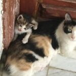 Trova una gatta con il suo cucciolo davanti alla porta e decide di accoglierli