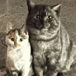 Trova una gatta con il suo cucciolo nella notte e decide di portarli a casa