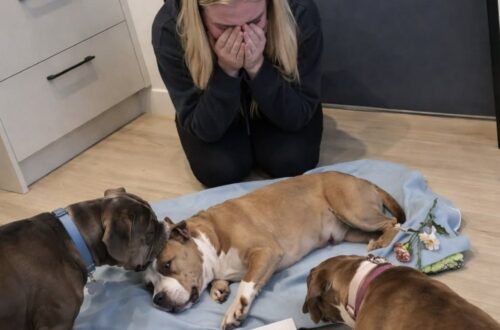 Un cane è morto dopo un crollo improvviso in casa: il veterinario ha indicato la DCM come possibile causa del decesso.