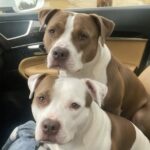 Due pitbull abbandonati sotto la pioggia, salvati dopo ore sul bordo della strada