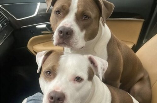 Due cani tipo pitbull sono stati messi al sicuro dopo essere stati lasciati in una zona pericolosa sotto la pioggia.