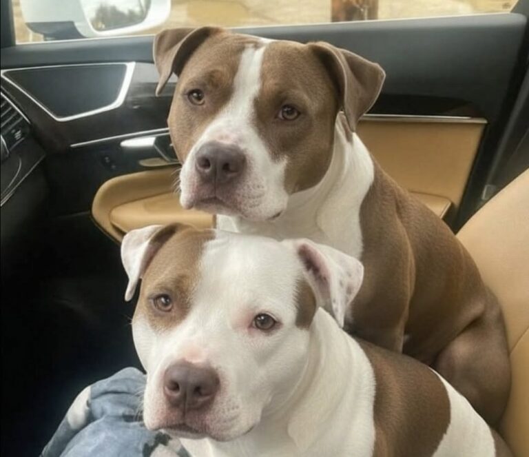Due cani tipo pitbull sono stati messi al sicuro dopo essere stati lasciati in una zona pericolosa sotto la pioggia.
