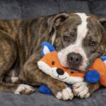 Il pitbull capisce in anticipo i cali glicemici della nuova padrona