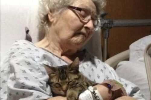 Dopo la frattura dell’anca di Eleanor, il gatto ha potuto raggiungerla in reparto grazie a un permesso speciale.