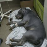 Il suo Pitbull muore improvvisamente: «In un secondo è crollato tutto»