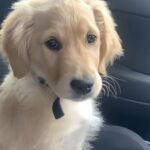 Il cane lascia il rifugio e affronta in silenzio il viaggio verso la nuova casa