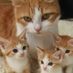 Una gattina randagia bussa ogni giorno alla porta, poi arriva la scoperta dal veterinario