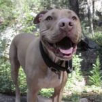 Sammy salvato da un pestaggio da cucciolo, poi diventa il sostegno del suo proprietario