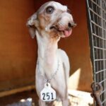 Dal numero 251 a una nuova casa: il cane ignorato nel rifugio viene adottato