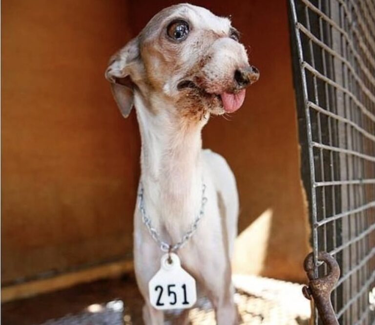 Dal numero 251 a una nuova casa: il cane ignorato nel rifugio viene adottato Anziano, impaurito e segnato dal passato, il cane identificato come « 251 » ha ritrovato sicurezza grazie a un’adozione inattesa. Nel rifugio non aveva un nome. Sul collare portava soltanto una targhetta di metallo con inciso « 251 », il codice utilizzato per identificarlo tra gli altri animali ospitati nella struttura. Rimaneva quasi sempre nella parte più lontana della gabbia, con il corpo raccolto e lo sguardo rivolto verso chi passava nel corridoio. Era magro, tremava quando qualcuno si avvicinava e mostrava sul corpo i segni di una vita difficile. Nonostante la paura, continuava però a osservare ciò che accadeva intorno a lui. Molte persone si fermavano solo per pochi secondi. Alcune lo consideravano troppo anziano, altre erano intimorite dal suo aspetto. Le cicatrici e il comportamento diffidente sembravano ridurre ulteriormente le sue possibilità di lasciare il rifugio. Una visitatrice, invece, ha deciso di concedergli il tempo necessario. Il primo incontro con il cane 251 La donna si è accovacciata davanti alle sbarre, senza cercare immediatamente il contatto. Il cane ha arretrato, poi ha iniziato ad avvicinarsi con cautela. Dopo qualche istante, il suo muso ha raggiunto la mano rimasta ferma dall’altra parte della gabbia. È stato quel gesto a determinare la scelta. La visitatrice non ha visto un animale pericoloso o inadatto alla vita domestica, ma un cane spaventato che tentava ancora di fidarsi delle persone. La procedura di adozione è iniziata poco dopo. Durante il viaggio verso casa, « 251 » è rimasto immobile, evitando il contatto visivo e reagendo con prudenza a ogni movimento. Anche una volta arrivato nella nuova abitazione ha impiegato tempo prima di avvicinarsi alla ciotola preparata per lui. La prima notte si è sistemato sopra una coperta. Era stanco, ma si trovava finalmente in un ambiente lontano dal rumore delle gabbie e dal passaggio continuo di persone sconosciute. L’adattamento nella nuova famiglia I cambiamenti non sono arrivati immediatamente. Nei primi giorni il cane continuava a sobbalzare quando sentiva una voce improvvisa o vedeva una mano avvicinarsi. Ogni gesto doveva essere compiuto lentamente, rispettando i suoi tempi. Con il passare delle settimane ha iniziato a esplorare la casa, a riposare senza restare costantemente in allerta e ad accettare le carezze. Ha poi mostrato interesse per il gioco e per le passeggiate, recuperando comportamenti che sembravano cancellati dalla paura. La nuova proprietaria gli ha assegnato anche un nome, sostituendo definitivamente il numero riportato sulla targhetta. Quel codice, che nel rifugio serviva soltanto a distinguerlo dagli altri cani, apparteneva ormai a una fase conclusa della sua vita. Il percorso è proseguito attraverso piccoli progressi quotidiani: una corsa nel giardino, un sonno più tranquillo, la ricerca spontanea del contatto. Segnali che indicavano una fiducia lentamente ricostruita. I cani anziani che restano nei rifugi La storia di « 251 » richiama l’attenzione sugli animali che trascorrono più tempo nelle strutture perché anziani, malati o segnati da precedenti esperienze. L’età e l’aspetto possono diventare ostacoli decisivi, soprattutto quando chi cerca un cane preferisce esemplari giovani e senza particolari difficoltà. Anche le reazioni iniziali di paura vengono talvolta interpretate come aggressività. In molti casi, invece, un animale che si allontana, trema o evita il contatto sta semplicemente cercando di proteggersi da una situazione che non conosce. L’adozione di un cane con un passato difficile richiede pazienza, attenzione e disponibilità ad accettare tempi più lunghi. Non sempre il recupero segue un percorso lineare, ma un ambiente stabile può permettere all’animale di modificare gradualmente il proprio comportamento. Oggi il cane che nel rifugio veniva riconosciuto soltanto attraverso il numero « 251 » vive in una casa, dorme senza essere separato da una grata e cerca spontaneamente la persona che lo ha adottato. La targhetta di metallo è rimasta come testimonianza del punto da cui è iniziato il suo cambiamento.