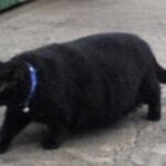 Il gatto del quartiere mangiava in quattro case, ma aveva già una padrona