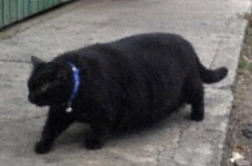 Il gatto del quartiere mangiava in quattro case, ma aveva già una padrona Per due anni sembrava un randagio affamato. In realtà seguiva ogni giorno un preciso itinerario tra colazioni, pranzi e cene. Per due anni si è presentato ogni mattina davanti alla stessa casa, con l’aria affamata e una pancia sempre più evidente. La donna che gli lasciava una ciotola lo aveva soprannominato Gros Bidou, convinta che fosse un piccolo gatto di strada bisognoso di aiuto. L’appuntamento era diventato una consuetudine. Il gatto arrivava, aspettava il cibo e poi si allontanava, lasciando intendere di non avere altro posto nel quale andare. La sua corporatura rotonda sembrava il risultato delle porzioni generose ricevute ogni giorno. La spiegazione è arrivata per caso, durante un incontro con una vicina. “Ma lo nutri anche tu, questo gatto?” La risposta ha immediatamente aperto un dubbio. “Come… anche tu?” Da quella breve conversazione è partita una verifica nel gruppo WhatsApp della strada. In poco tempo è emerso che Gros Bidou non veniva sfamato soltanto in una casa. Erano almeno quattro le famiglie che gli lasciavano regolarmente da mangiare, tutte convinte di aiutare un animale abbandonato. Il gatto Gros Bidou e il giro dei pasti Il suo programma quotidiano era molto più organizzato di quanto chiunque avesse immaginato. Al mattino faceva colazione nella prima abitazione, poi si spostava al civico 15 per il pranzo. Nel pomeriggio passava dalla famiglia che viveva all’angolo e, infine, concludeva la giornata dalla signora Mary. Ogni persona pensava di essere l’unico riferimento del gatto. Gros Bidou, invece, aveva costruito nel tempo un vero percorso gastronomico attraverso il quartiere. A ogni sosta si presentava con lo stesso comportamento: sguardo insistente, miagolio convincente e atteggiamento da animale che non mangiava da ore. Nessuno immaginava che pochi minuti prima avesse probabilmente già svuotato un’altra ciotola. Il piccolo sondaggio ha risolto anche il mistero della sua pancia. Non era soltanto la conseguenza di una singola “mensa”, ma il risultato di diversi pasti distribuiti nell’arco della giornata. La scoperta della sua vera casa La sorpresa più grande è arrivata poco dopo. Gros Bidou non era un randagio e non era stato abbandonato. Aveva una padrona e viveva nella casa blu in fondo alla strada. La proprietaria ha confermato che il gatto usciva regolarmente al mattino e tornava a casa dopo il suo giro. Anche lei gli dava da mangiare e non riusciva a spiegarsi perché continuasse ad aumentare di peso nonostante le porzioni controllate. A quel punto il quadro è diventato chiaro. Oltre ai pasti ricevuti nella propria abitazione, il gatto aveva convinto almeno quattro vicini a integrare la sua alimentazione. Nessuno aveva agito con superficialità. Ogni famiglia aveva creduto di aiutare un animale senza casa, osservandolo arrivare con puntualità e comportarsi come se avesse bisogno di cibo. Gros Bidou aveva semplicemente imparato a sfruttare la disponibilità di tutti. Un gruppo per coordinare i pasti Per evitare che continuasse a mangiare più volte al giorno, i vicini hanno deciso di organizzarsi. È stato creato un gruppo WhatsApp dedicato, con l’obiettivo di stabilire in quale casa avrebbe ricevuto il pasto quotidiano. La nuova gestione, però, non sembra aver modificato il comportamento del gatto. Gros Bidou continua a presentarsi davanti alle porte con la stessa espressione affamata, fingendo di non aver mai visto una ciotola. Il suo metodo resta efficace: si avvicina, osserva chi ha davanti e mette in scena la migliore interpretazione possibile di un animale in cerca di aiuto. Ora, però, il quartiere conosce il suo itinerario e può controllare quante volte abbia già mangiato. La vicenda, iniziata come una storia di solidarietà verso un presunto randagio, si è trasformata nella scoperta di un gatto domestico capace di coinvolgere un’intera strada nella propria alimentazione. Gros Bidou non aveva bisogno di trovare una casa. Ne aveva già una. Aveva soltanto deciso che una sola cucina non fosse sufficiente.