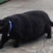 Il gatto del quartiere mangiava in quattro case, ma aveva già una padrona Per due anni sembrava un randagio affamato. In realtà seguiva ogni giorno un preciso itinerario tra colazioni, pranzi e cene. Per due anni si è presentato ogni mattina davanti alla stessa casa, con l’aria affamata e una pancia sempre più evidente. La donna che gli lasciava una ciotola lo aveva soprannominato Gros Bidou, convinta che fosse un piccolo gatto di strada bisognoso di aiuto. L’appuntamento era diventato una consuetudine. Il gatto arrivava, aspettava il cibo e poi si allontanava, lasciando intendere di non avere altro posto nel quale andare. La sua corporatura rotonda sembrava il risultato delle porzioni generose ricevute ogni giorno. La spiegazione è arrivata per caso, durante un incontro con una vicina. “Ma lo nutri anche tu, questo gatto?” La risposta ha immediatamente aperto un dubbio. “Come… anche tu?” Da quella breve conversazione è partita una verifica nel gruppo WhatsApp della strada. In poco tempo è emerso che Gros Bidou non veniva sfamato soltanto in una casa. Erano almeno quattro le famiglie che gli lasciavano regolarmente da mangiare, tutte convinte di aiutare un animale abbandonato. Il gatto Gros Bidou e il giro dei pasti Il suo programma quotidiano era molto più organizzato di quanto chiunque avesse immaginato. Al mattino faceva colazione nella prima abitazione, poi si spostava al civico 15 per il pranzo. Nel pomeriggio passava dalla famiglia che viveva all’angolo e, infine, concludeva la giornata dalla signora Mary. Ogni persona pensava di essere l’unico riferimento del gatto. Gros Bidou, invece, aveva costruito nel tempo un vero percorso gastronomico attraverso il quartiere. A ogni sosta si presentava con lo stesso comportamento: sguardo insistente, miagolio convincente e atteggiamento da animale che non mangiava da ore. Nessuno immaginava che pochi minuti prima avesse probabilmente già svuotato un’altra ciotola. Il piccolo sondaggio ha risolto anche il mistero della sua pancia. Non era soltanto la conseguenza di una singola “mensa”, ma il risultato di diversi pasti distribuiti nell’arco della giornata. La scoperta della sua vera casa La sorpresa più grande è arrivata poco dopo. Gros Bidou non era un randagio e non era stato abbandonato. Aveva una padrona e viveva nella casa blu in fondo alla strada. La proprietaria ha confermato che il gatto usciva regolarmente al mattino e tornava a casa dopo il suo giro. Anche lei gli dava da mangiare e non riusciva a spiegarsi perché continuasse ad aumentare di peso nonostante le porzioni controllate. A quel punto il quadro è diventato chiaro. Oltre ai pasti ricevuti nella propria abitazione, il gatto aveva convinto almeno quattro vicini a integrare la sua alimentazione. Nessuno aveva agito con superficialità. Ogni famiglia aveva creduto di aiutare un animale senza casa, osservandolo arrivare con puntualità e comportarsi come se avesse bisogno di cibo. Gros Bidou aveva semplicemente imparato a sfruttare la disponibilità di tutti. Un gruppo per coordinare i pasti Per evitare che continuasse a mangiare più volte al giorno, i vicini hanno deciso di organizzarsi. È stato creato un gruppo WhatsApp dedicato, con l’obiettivo di stabilire in quale casa avrebbe ricevuto il pasto quotidiano. La nuova gestione, però, non sembra aver modificato il comportamento del gatto. Gros Bidou continua a presentarsi davanti alle porte con la stessa espressione affamata, fingendo di non aver mai visto una ciotola. Il suo metodo resta efficace: si avvicina, osserva chi ha davanti e mette in scena la migliore interpretazione possibile di un animale in cerca di aiuto. Ora, però, il quartiere conosce il suo itinerario e può controllare quante volte abbia già mangiato. La vicenda, iniziata come una storia di solidarietà verso un presunto randagio, si è trasformata nella scoperta di un gatto domestico capace di coinvolgere un’intera strada nella propria alimentazione. Gros Bidou non aveva bisogno di trovare una casa. Ne aveva già una. Aveva soltanto deciso che una sola cucina non fosse sufficiente.