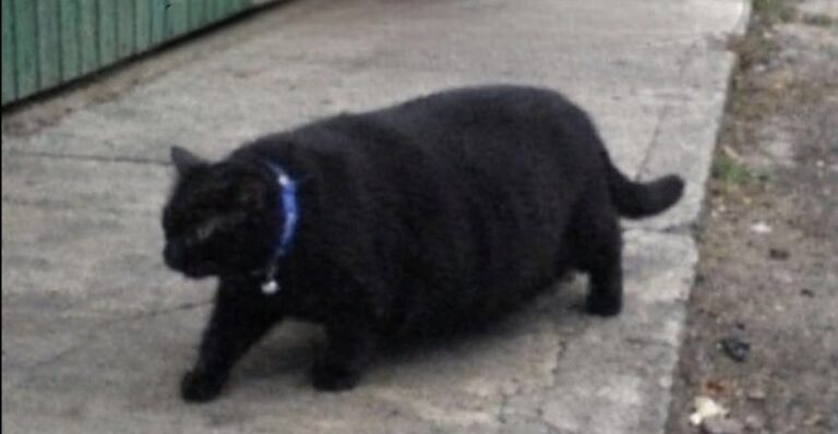 Il gatto del quartiere mangiava in quattro case, ma aveva già una padrona Per due anni sembrava un randagio affamato. In realtà seguiva ogni giorno un preciso itinerario tra colazioni, pranzi e cene. Per due anni si è presentato ogni mattina davanti alla stessa casa, con l’aria affamata e una pancia sempre più evidente. La donna che gli lasciava una ciotola lo aveva soprannominato Gros Bidou, convinta che fosse un piccolo gatto di strada bisognoso di aiuto. L’appuntamento era diventato una consuetudine. Il gatto arrivava, aspettava il cibo e poi si allontanava, lasciando intendere di non avere altro posto nel quale andare. La sua corporatura rotonda sembrava il risultato delle porzioni generose ricevute ogni giorno. La spiegazione è arrivata per caso, durante un incontro con una vicina. “Ma lo nutri anche tu, questo gatto?” La risposta ha immediatamente aperto un dubbio. “Come… anche tu?” Da quella breve conversazione è partita una verifica nel gruppo WhatsApp della strada. In poco tempo è emerso che Gros Bidou non veniva sfamato soltanto in una casa. Erano almeno quattro le famiglie che gli lasciavano regolarmente da mangiare, tutte convinte di aiutare un animale abbandonato. Il gatto Gros Bidou e il giro dei pasti Il suo programma quotidiano era molto più organizzato di quanto chiunque avesse immaginato. Al mattino faceva colazione nella prima abitazione, poi si spostava al civico 15 per il pranzo. Nel pomeriggio passava dalla famiglia che viveva all’angolo e, infine, concludeva la giornata dalla signora Mary. Ogni persona pensava di essere l’unico riferimento del gatto. Gros Bidou, invece, aveva costruito nel tempo un vero percorso gastronomico attraverso il quartiere. A ogni sosta si presentava con lo stesso comportamento: sguardo insistente, miagolio convincente e atteggiamento da animale che non mangiava da ore. Nessuno immaginava che pochi minuti prima avesse probabilmente già svuotato un’altra ciotola. Il piccolo sondaggio ha risolto anche il mistero della sua pancia. Non era soltanto la conseguenza di una singola “mensa”, ma il risultato di diversi pasti distribuiti nell’arco della giornata. La scoperta della sua vera casa La sorpresa più grande è arrivata poco dopo. Gros Bidou non era un randagio e non era stato abbandonato. Aveva una padrona e viveva nella casa blu in fondo alla strada. La proprietaria ha confermato che il gatto usciva regolarmente al mattino e tornava a casa dopo il suo giro. Anche lei gli dava da mangiare e non riusciva a spiegarsi perché continuasse ad aumentare di peso nonostante le porzioni controllate. A quel punto il quadro è diventato chiaro. Oltre ai pasti ricevuti nella propria abitazione, il gatto aveva convinto almeno quattro vicini a integrare la sua alimentazione. Nessuno aveva agito con superficialità. Ogni famiglia aveva creduto di aiutare un animale senza casa, osservandolo arrivare con puntualità e comportarsi come se avesse bisogno di cibo. Gros Bidou aveva semplicemente imparato a sfruttare la disponibilità di tutti. Un gruppo per coordinare i pasti Per evitare che continuasse a mangiare più volte al giorno, i vicini hanno deciso di organizzarsi. È stato creato un gruppo WhatsApp dedicato, con l’obiettivo di stabilire in quale casa avrebbe ricevuto il pasto quotidiano. La nuova gestione, però, non sembra aver modificato il comportamento del gatto. Gros Bidou continua a presentarsi davanti alle porte con la stessa espressione affamata, fingendo di non aver mai visto una ciotola. Il suo metodo resta efficace: si avvicina, osserva chi ha davanti e mette in scena la migliore interpretazione possibile di un animale in cerca di aiuto. Ora, però, il quartiere conosce il suo itinerario e può controllare quante volte abbia già mangiato. La vicenda, iniziata come una storia di solidarietà verso un presunto randagio, si è trasformata nella scoperta di un gatto domestico capace di coinvolgere un’intera strada nella propria alimentazione. Gros Bidou non aveva bisogno di trovare una casa. Ne aveva già una. Aveva soltanto deciso che una sola cucina non fosse sufficiente.