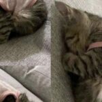 Luna viene trovata in una scatola sotto la pioggia e trova una nuova casa