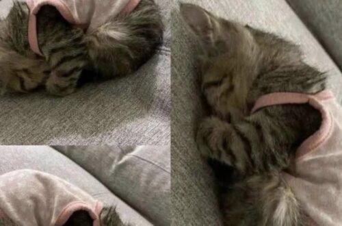 La gattina era immobile e impaurita nel rifugio. Dopo l’adozione ha iniziato a dormire tranquilla nella sua nuova famiglia.