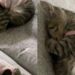 La gattina era immobile e impaurita nel rifugio. Dopo l’adozione ha iniziato a dormire tranquilla nella sua nuova famiglia.