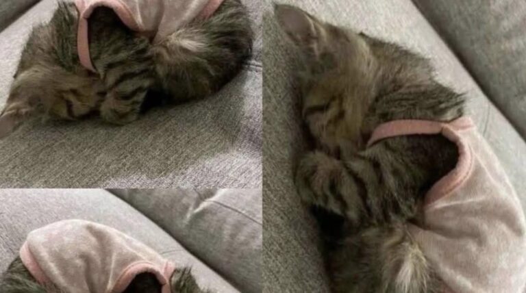 La gattina era immobile e impaurita nel rifugio. Dopo l’adozione ha iniziato a dormire tranquilla nella sua nuova famiglia.