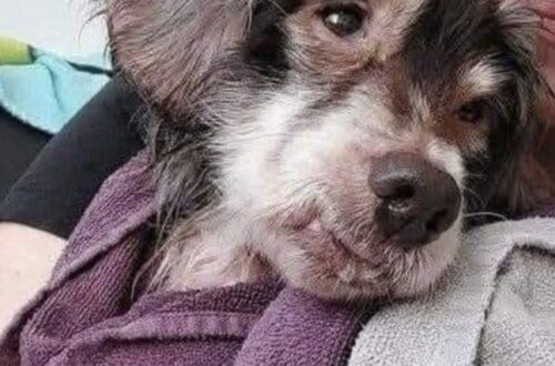 La cagnolina, rimasta accanto ai fratelli morti, è stata salvata in gravi condizioni e oggi sta recuperando peso e fiducia.
