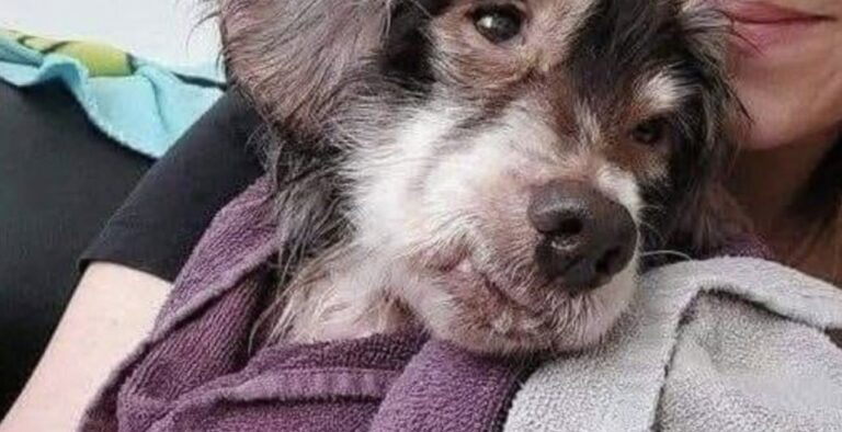 La cagnolina, rimasta accanto ai fratelli morti, è stata salvata in gravi condizioni e oggi sta recuperando peso e fiducia.