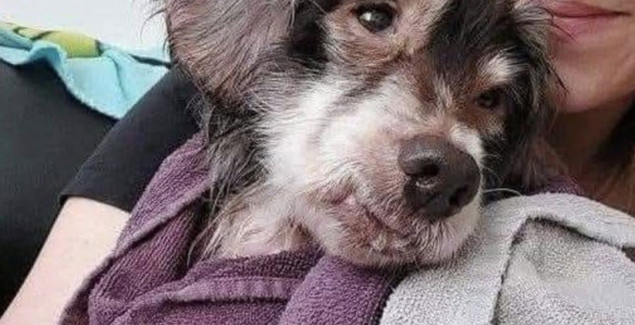 La cagnolina, rimasta accanto ai fratelli morti, è stata salvata in gravi condizioni e oggi sta recuperando peso e fiducia.