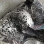 Primo giorno nella nuova casa, il cucciolo si addormenta e ritrova la calma
