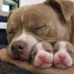 Pitbull incinta salvata dalla strada partorisce due cuccioli nella sua nuova casa