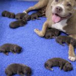 Mamma cane trovata sul pavimento freddo salva i suoi cuccioli fino all’arrivo dei soccorsi